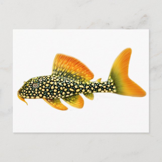 Goldy Sunshine Pleco Postcard Postkarte (Vorderseite)