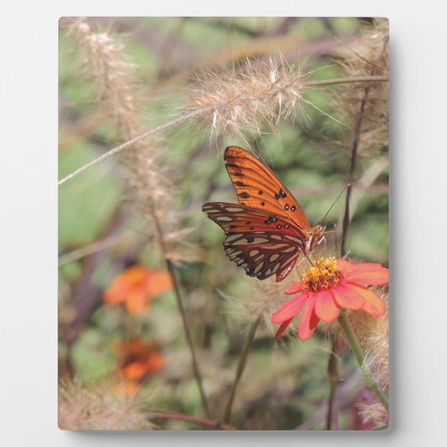 Golf von Fritillon in Zinnia Fotoplatte (Vorderseite)