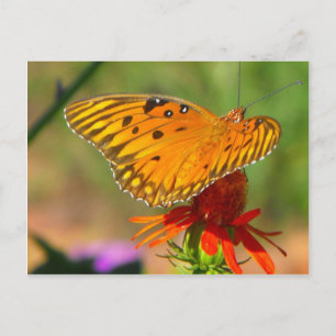 Golffreue-Schmetterling und Rote Blume Postkarte