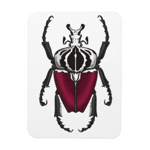 Goliath-Käfer Magnet