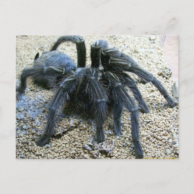 Goliath Tarantula Postcard Postkarte (Vorderseite)
