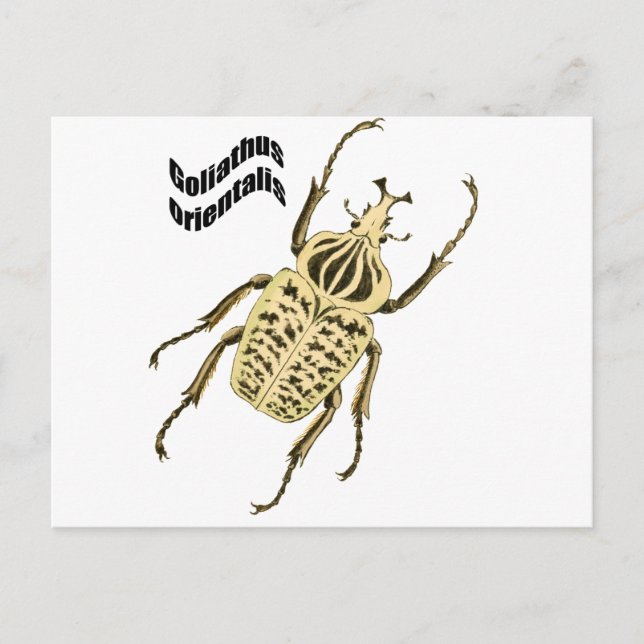 Goliathus orientalis postkarte (Vorderseite)