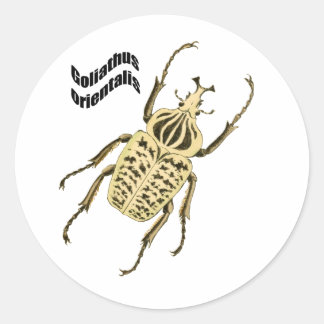 Goliathus orientalis runder aufkleber