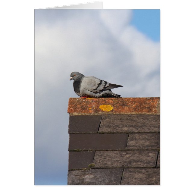 Good Morning Pigeon (Devant)