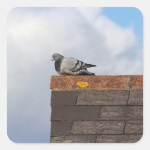 Good Morning Pigeon Quadratischer Aufkleber