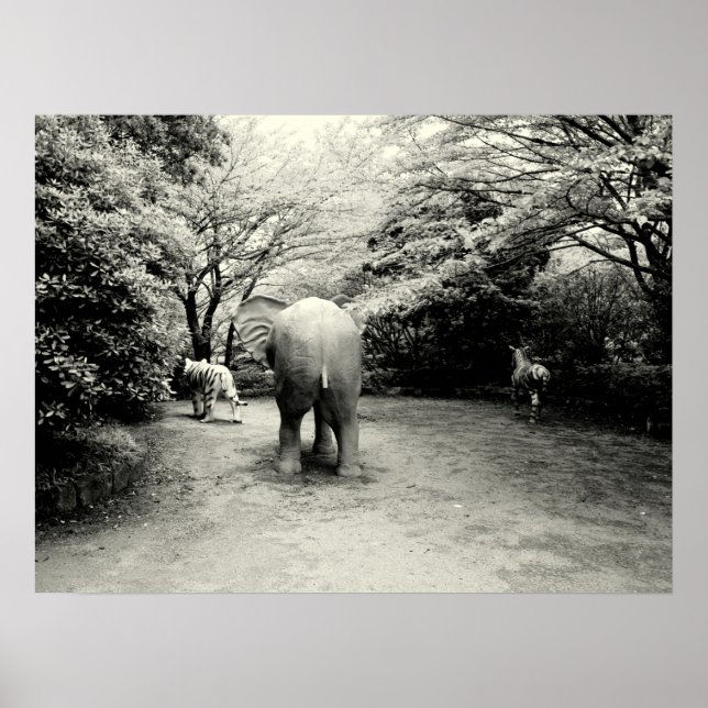 Goodbye Elephant, Tiger und Zebra Poster (Vorne)