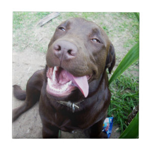 Goofy Delights: Chocolate Brown Labrador Puppy, Fliese