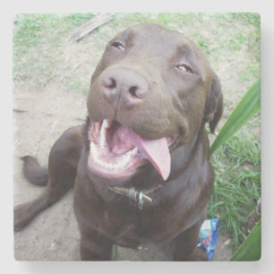 Goofy Delights: Chocolate Brown Labrador Puppy, Steinuntersetzer
