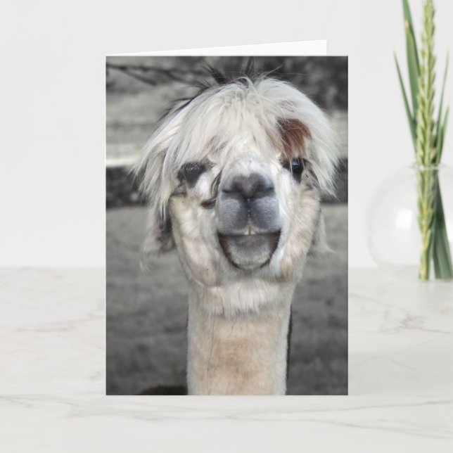 Goofy Llama Grußkarte Karte (Vorderseite)