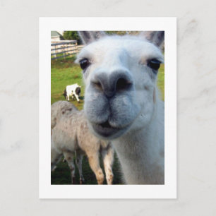 Goofy Llama Postcard Postkarte