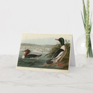 Goosander (Gemeiner Merganser) Audubons Vögel Karte