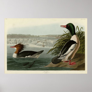 Goosander (Gemeiner Merganser) Audubons Vögel Poster