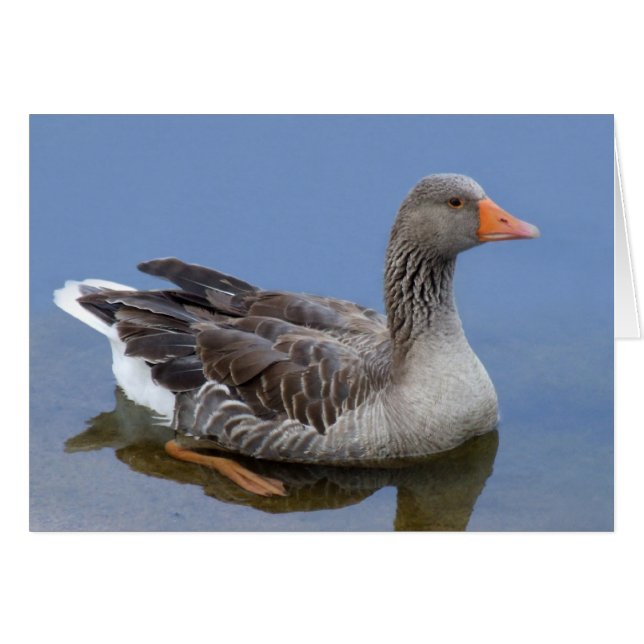 Goose Card (Vorderseite (Horizontal))