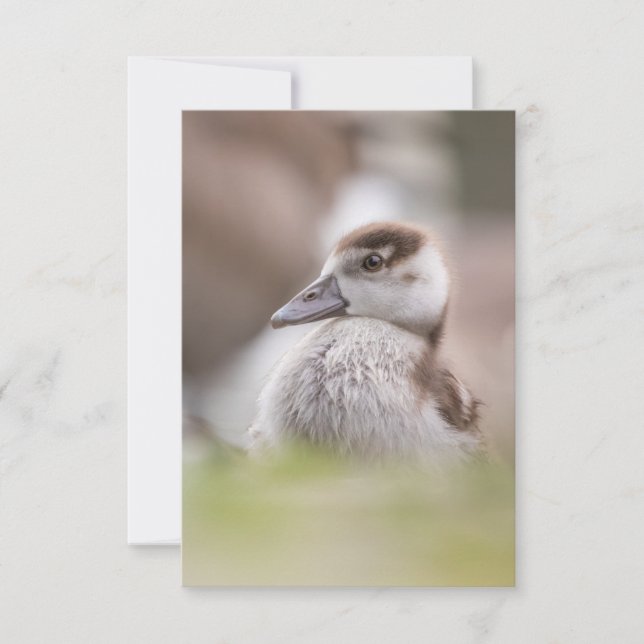 Goose Chick Nature Foto Karte (Vorderseite)