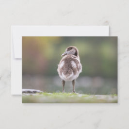 Goose Chick Nature Foto-Karte