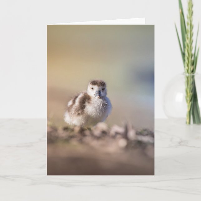 Goose Chick Nature Foto Karte (Vorderseite)