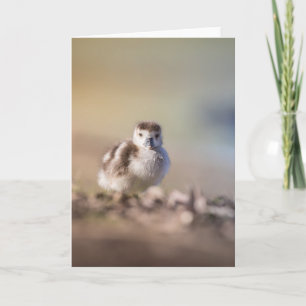 Goose Chick Nature Foto Karte