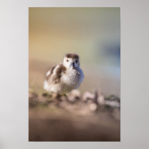 Goose Chick Nature Foto Poster