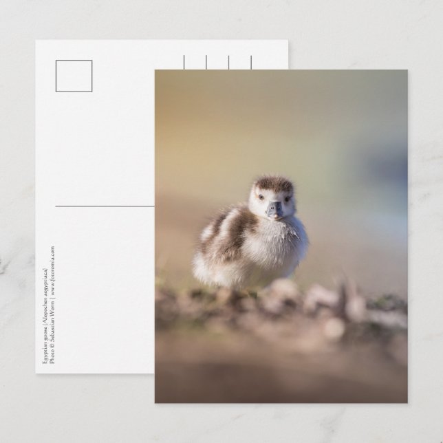 Goose Chick Nature Foto Postkarte (Vorne/Hinten)