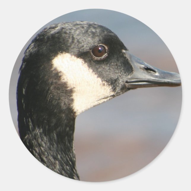 Goose Closeup Runder Aufkleber (Vorderseite)