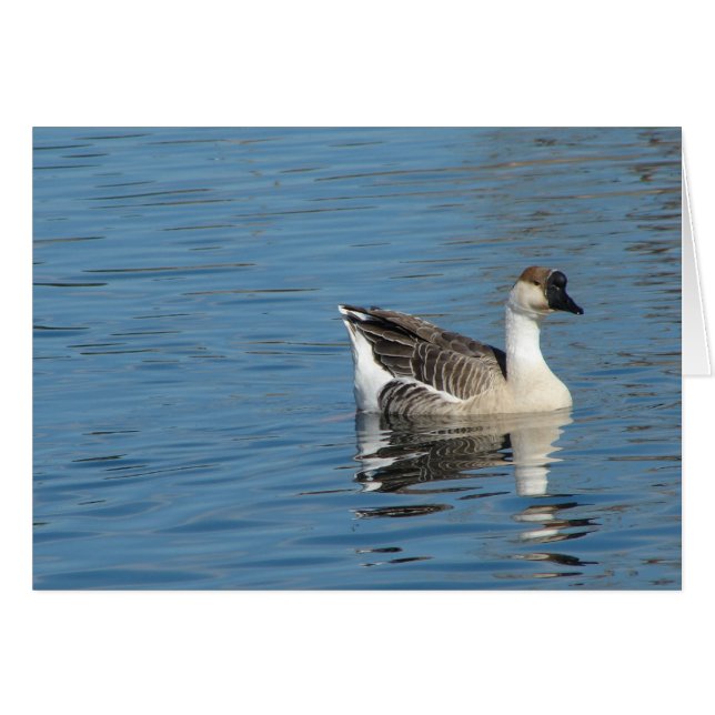 Goose in the Park (Vorderseite (Horizontal))