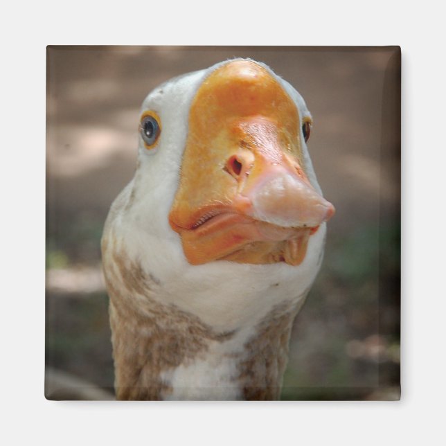 Goose Portrait Magnet (Vorne)