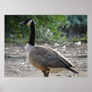 Goose Print - Goose Print Poster