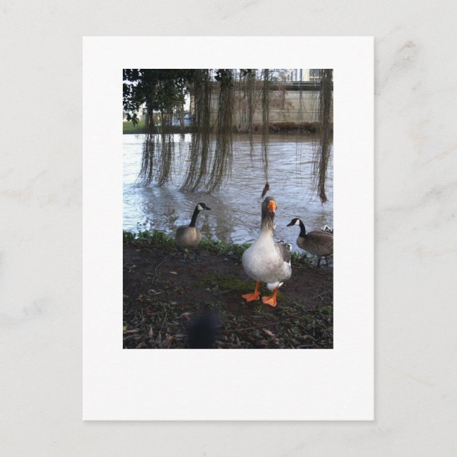 Goose Walk Postkarte (Vorderseite)