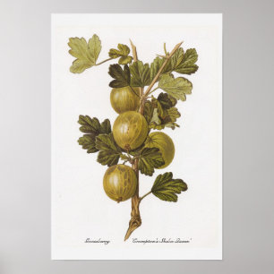 Gooseberry 'Crompton's Sheba Queen' Poster