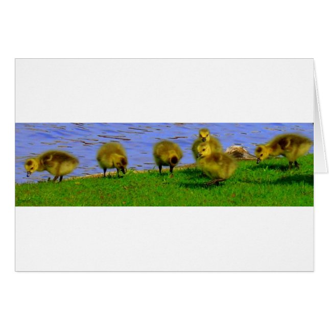 gooseling (Devant horizontal)