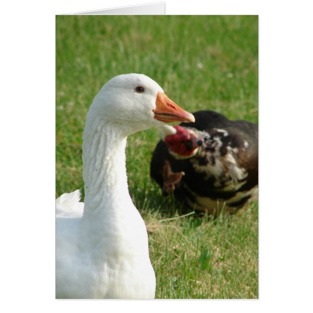 Goosey und Muscovy Drake (Vorne)