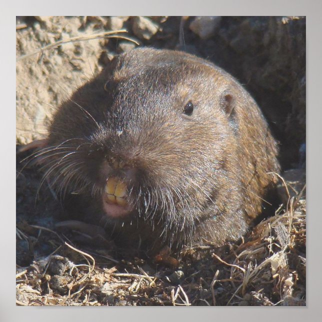 Gopher Poster (Vorne)