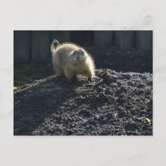 Gopher Poster Postkarte