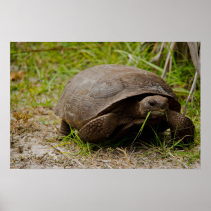 Gopher-Schildkröte frisst Gras Poster