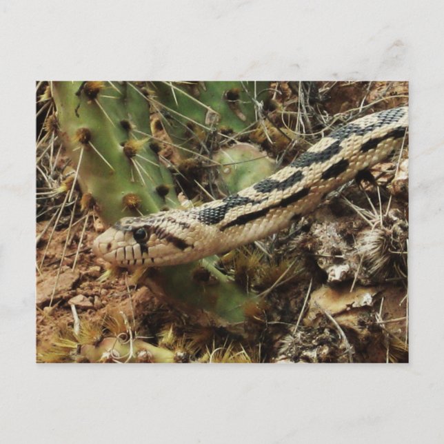 Gopher Snake Blank Postkarte (Vorderseite)