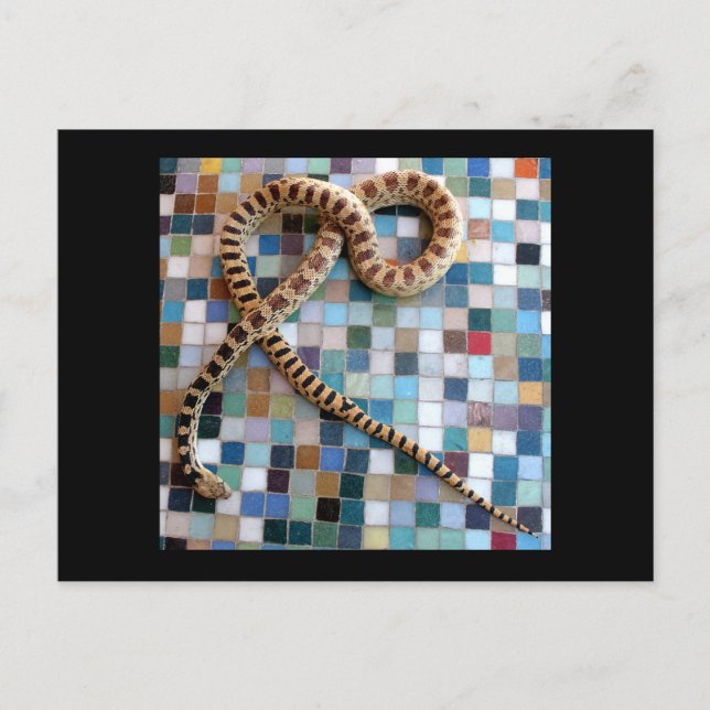 Gopher Snake Wonder Valley Postkarte (Vorderseite)
