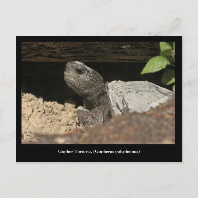 Gopher Tortoise auf dem Blick Postkarte (Vorderseite)