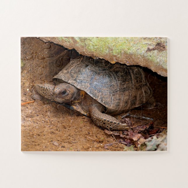 Gopher Turtle (Horizontal)