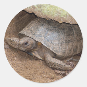 Gopher Turtle Runder Aufkleber