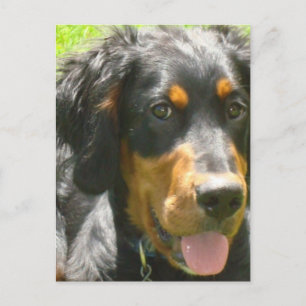 Gordon Setter Dog Postkarte