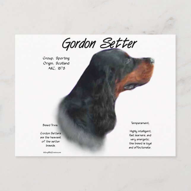 Gordon Setter History Design Postkarte (Vorderseite)