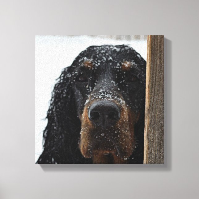 Gordon Setter im Winter ummantelte Canvas Leinwanddruck (Vorderseite)