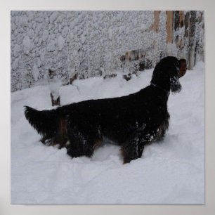 Gordon Setter in einem Schneesturm Canvas Print Poster