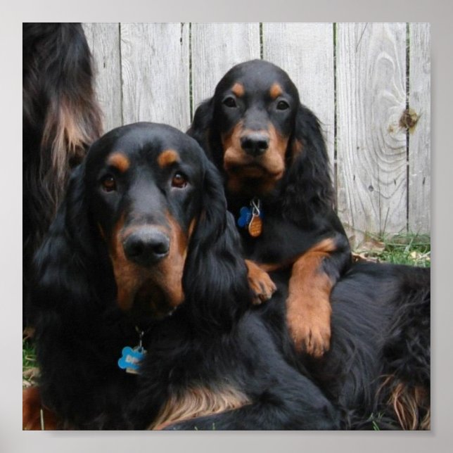Gordon Setter Pals Canvas Print Poster (Vorne)