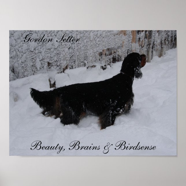 Gordon Setter Poster (Vorne)