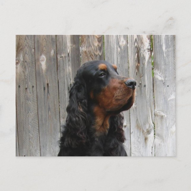 Gordon Setter Postkarte (Vorderseite)
