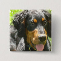 Gordon-Setzer-HundeButton