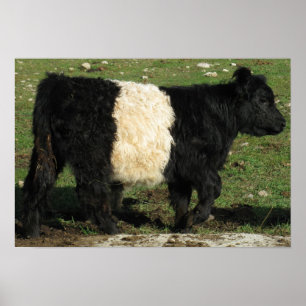 Gorgeous Belted Galloway Steer Beltie Poster