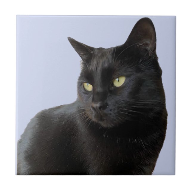 Gorgeous Black Cat Fliese (Vorderseite)