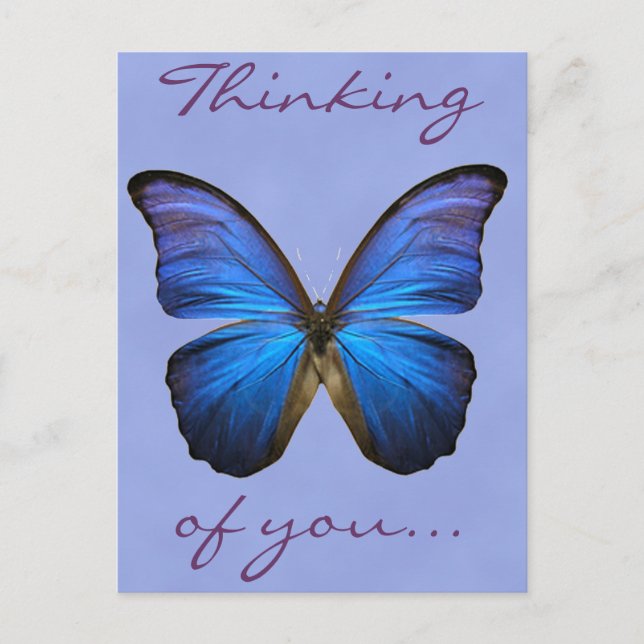 Gorgeous Blue Morpho Butterfly Postkarte (Vorderseite)
